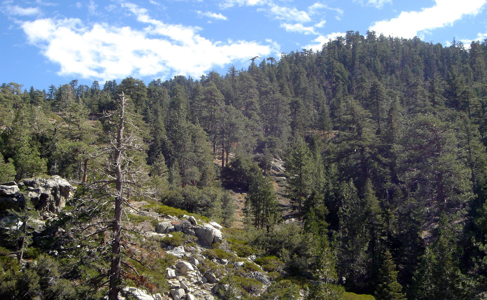 Angeles Crest Forest